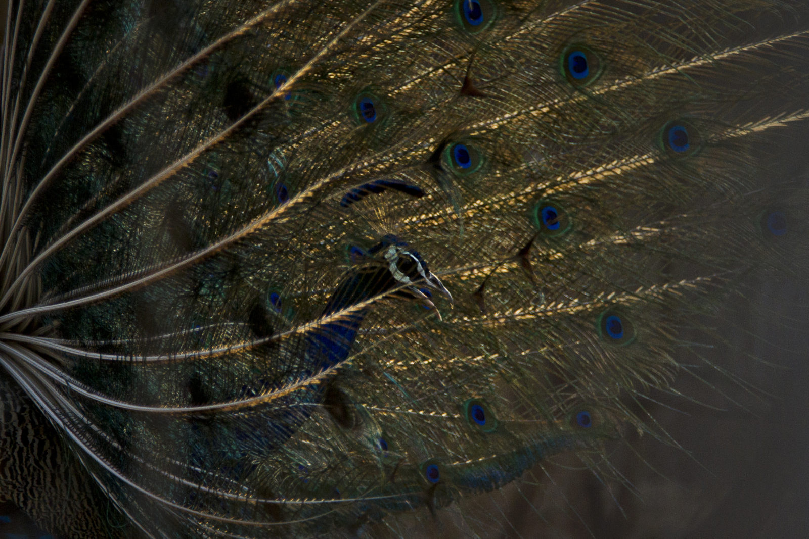 Peacock (Photo by Nitish Bindal)
