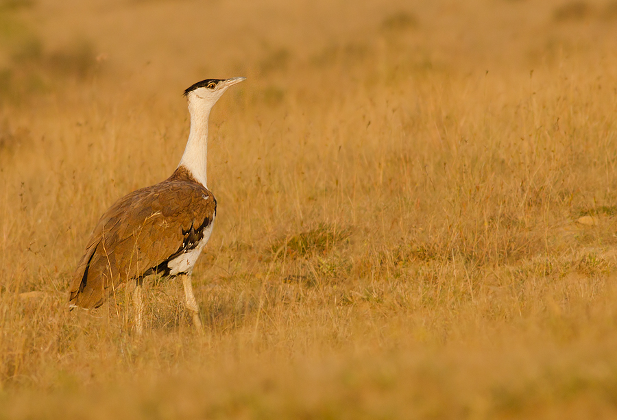 Episode 1: Great Indian Bustard: can it be saved from the brink of extinction?
