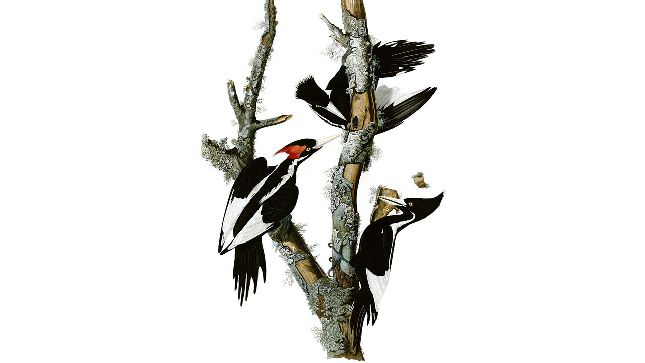 Episode 5: Dr. Jerry Jackson on bird adaptations and the Ivory-billed woodpecker