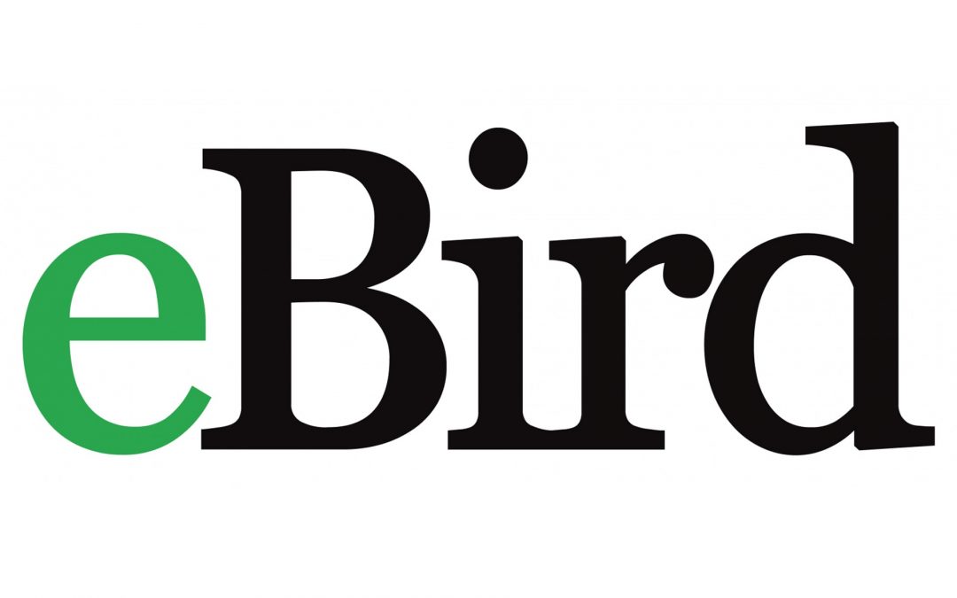 Episode 14: Data science in birding: the ebird experiment