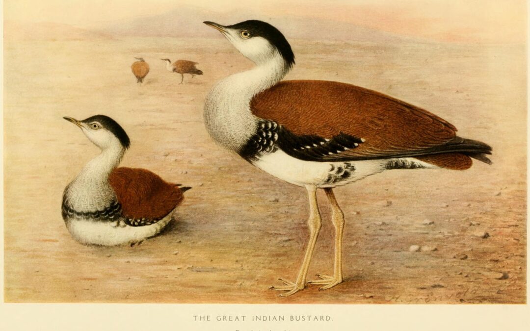Episode 54: The Great Indian Bustard: Update