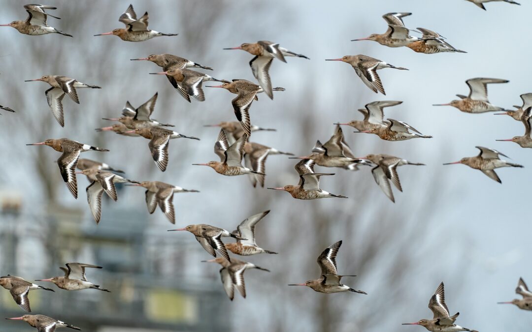 Episode 58: Where bar headed geese and black tailed godwits visit in the winter