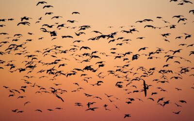 Episode 64: Flight paths: about bird migration with Rebecca Heisman