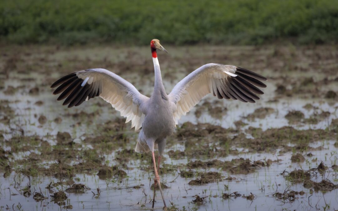 Episode 65: Amazing bird species: Sarus cranes and storks