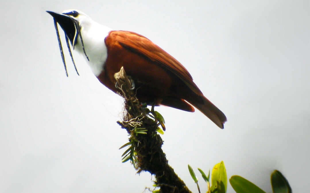 Episode 67: The three-wattled bell-bird, Monteverde, Costa Rica