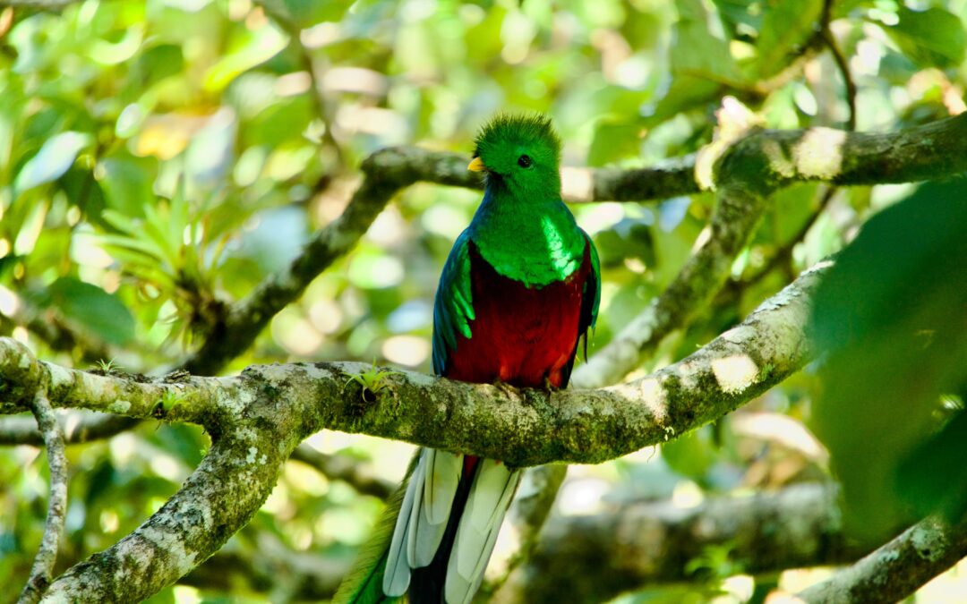 Episode 69: The Resplendent Quetzal of Costa Rica