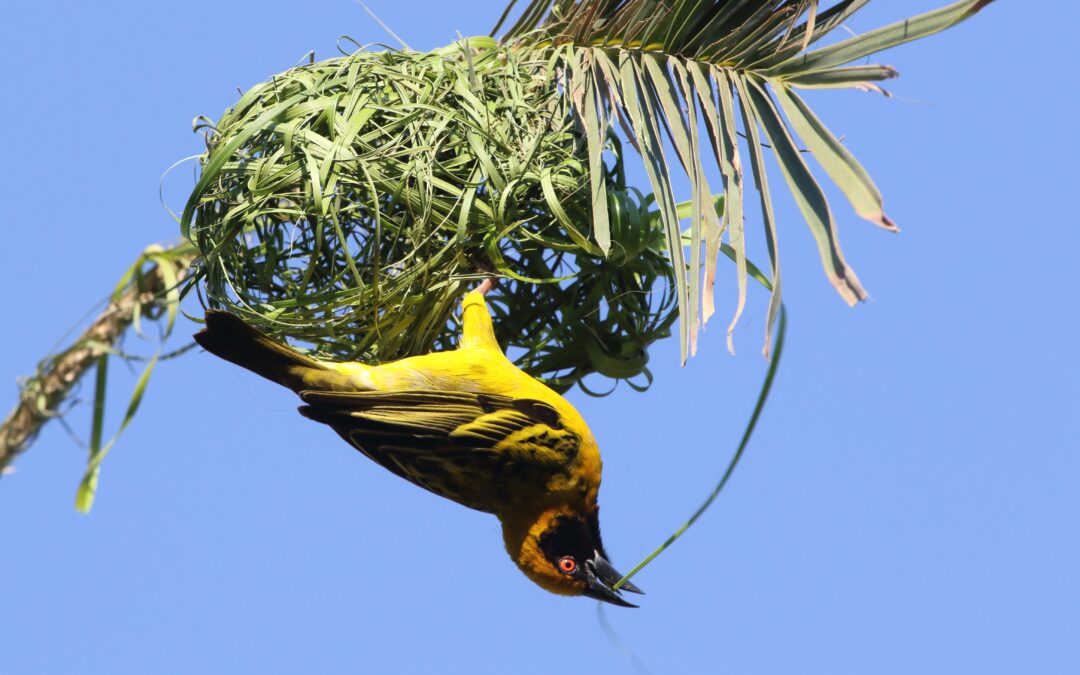 Episode 72: Birding in Mauritius